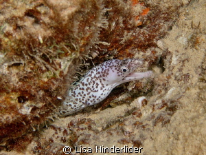 Little bitty baby eel on night dive by Lisa Hinderlider 